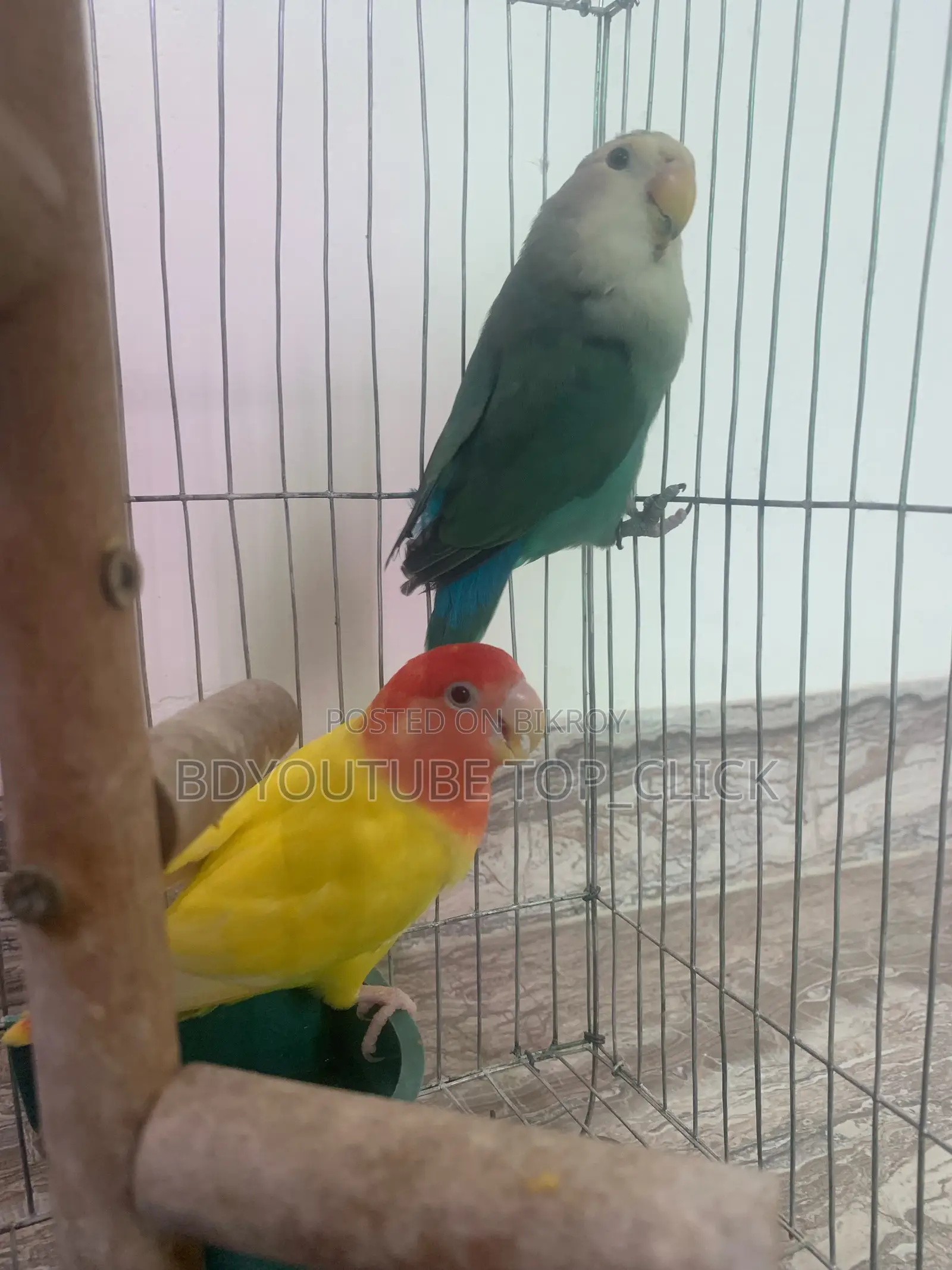 Love Bird Breading Pair
