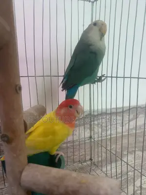 Love Bird Breading Pair
