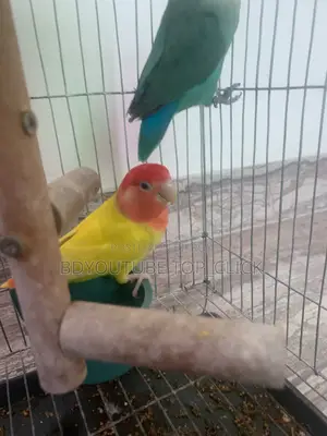 Love Bird Breading Pair