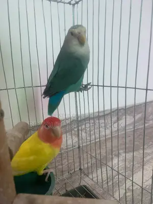 Love Bird Breading Pair