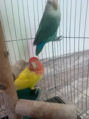 Love Bird Breading Pair