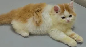 ১-৩ মাস বয়সী মহিলা বিশুদ্ধ পার্সিয়ান বিড়াল
