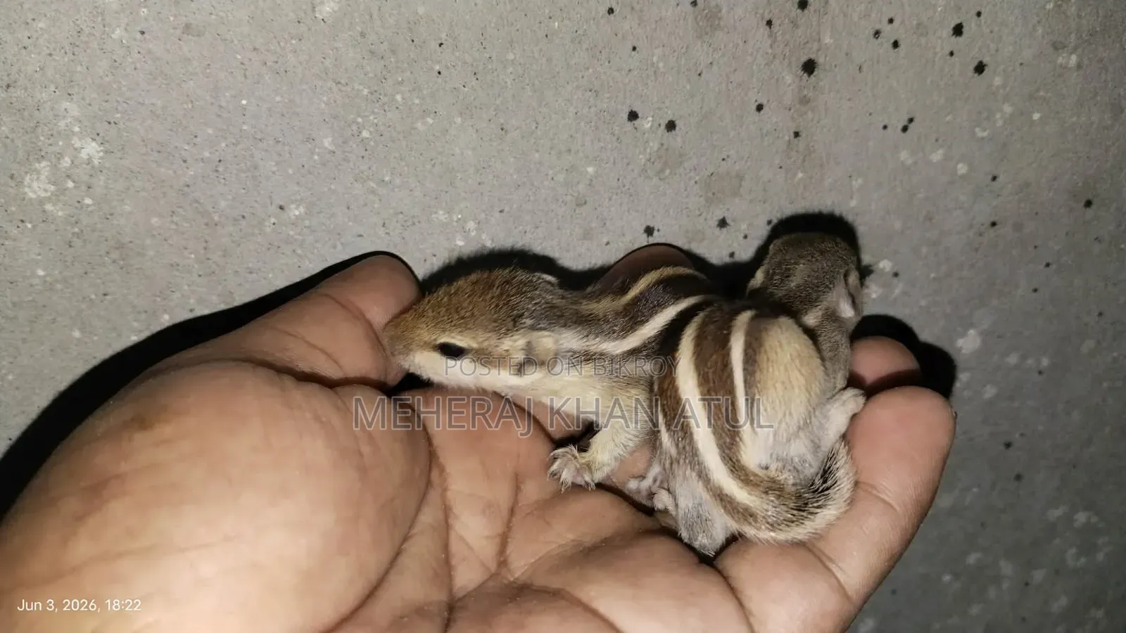 Squirrel Baby Pair