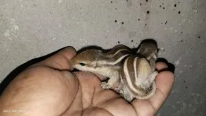 কাঠবিড়ালির বাচ্চার জোড়া