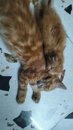 1-3 months Male Purebred Persian