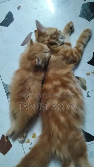 1-3 months Male Purebred Persian