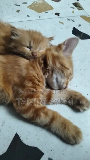 1-3 months Male Purebred Persian