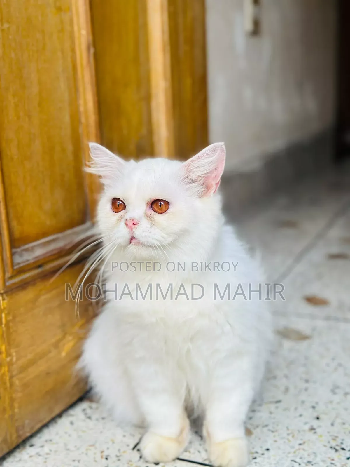 6-12 months Female Purebred Persian