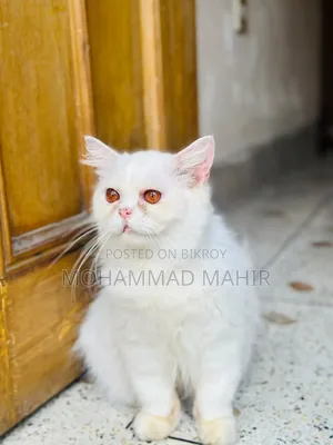 6-12 months Female Purebred Persian
