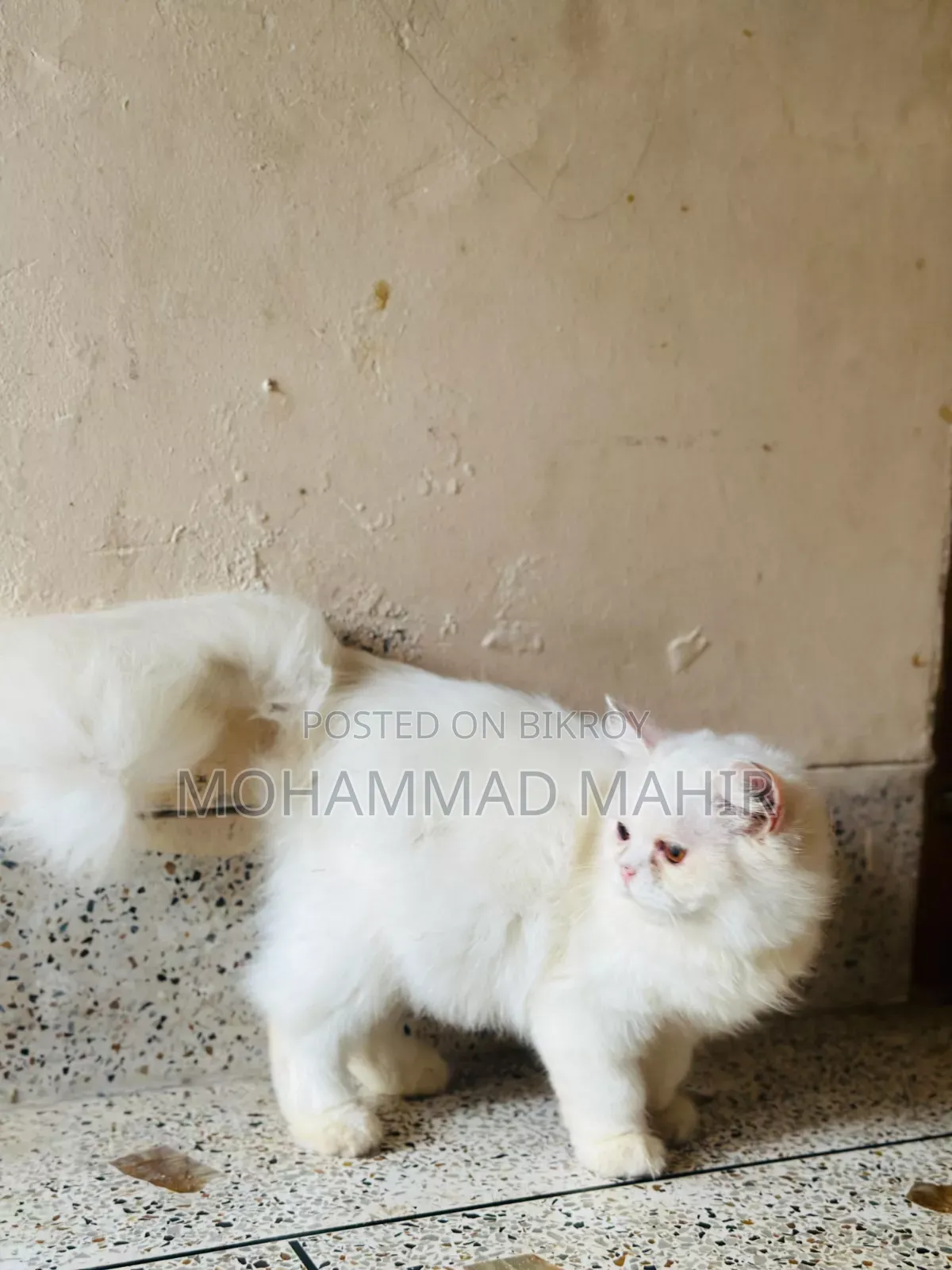 6-12 months Female Purebred Persian