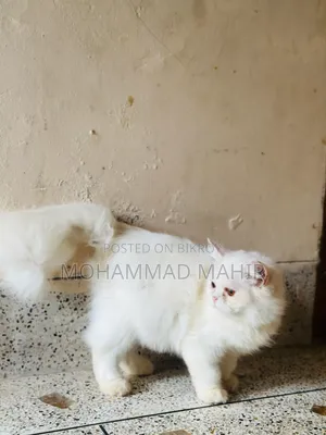 6-12 months Female Purebred Persian