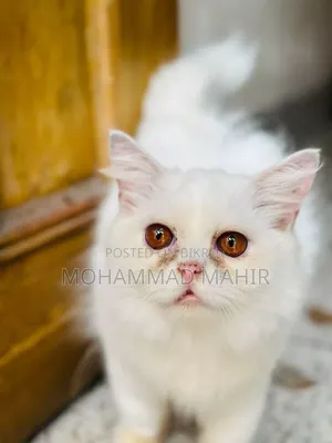 6-12 months Female Purebred Persian