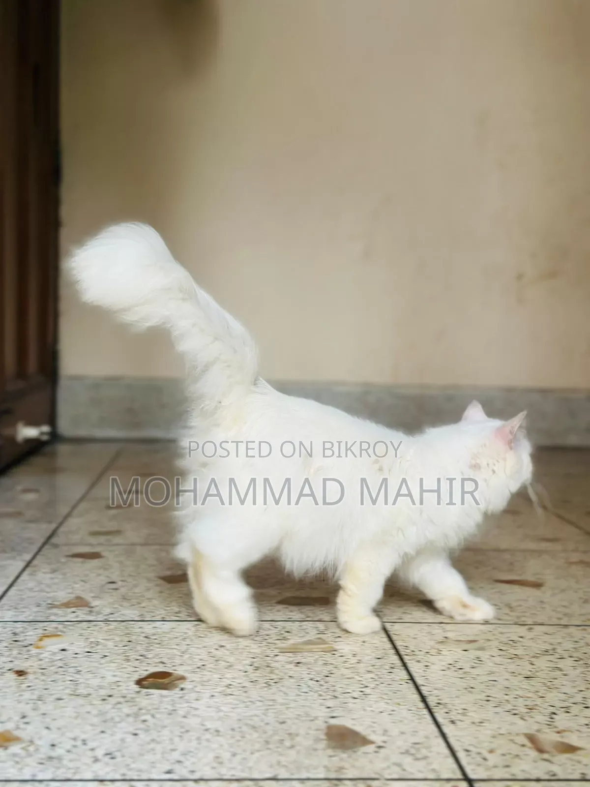 6-12 months Female Purebred Persian