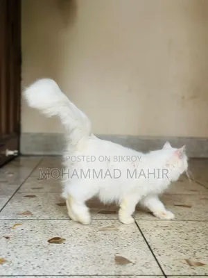 6-12 months Female Purebred Persian