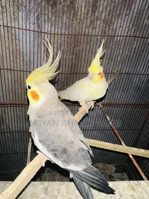 Cockatiel Budgerigar Birds