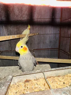 Cockatiel Budgerigar Birds