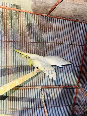 Cockatiel Budgerigar Birds