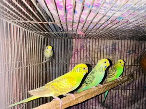 Cockatiel Budgerigar Birds