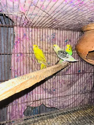 Cockatiel Budgerigar Birds