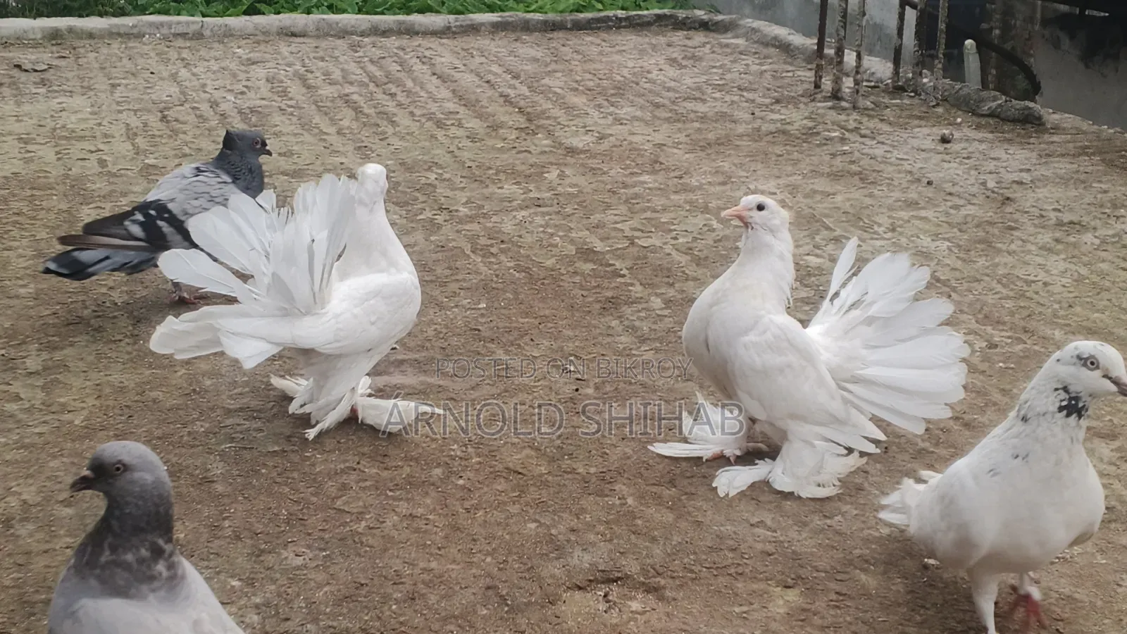 High-quality Lakha pigeon squabs