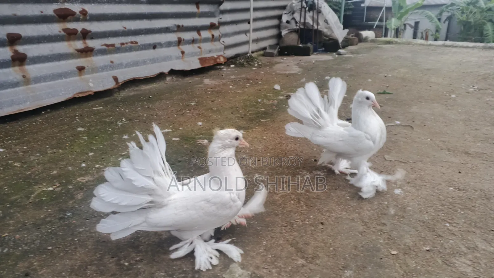 High-quality Lakha pigeon squabs