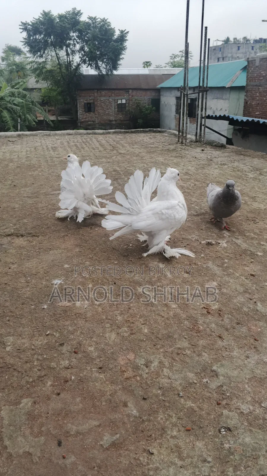 High-quality Lakha pigeon squabs