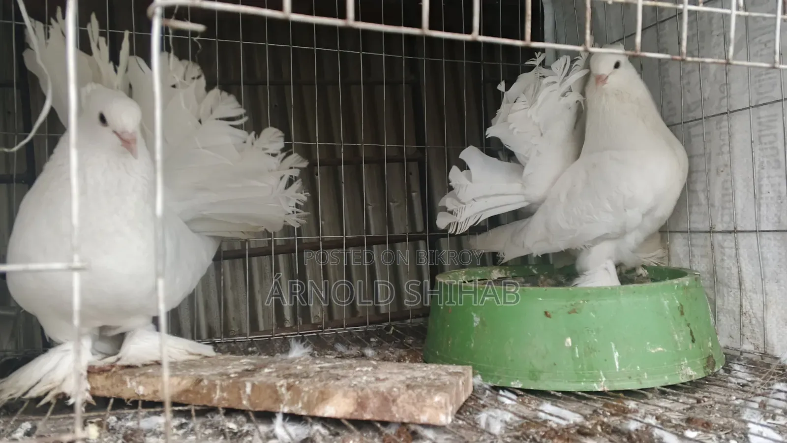 High-quality Lakha pigeon squabs