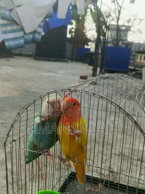 Three Lovebirds of Three Colors (Parents and Baby) Fully Tame