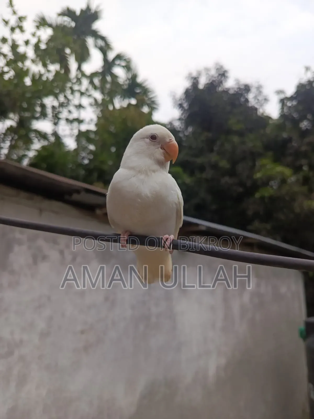 Three Lovebirds of Three Colors (Parents and Baby) Fully Tame