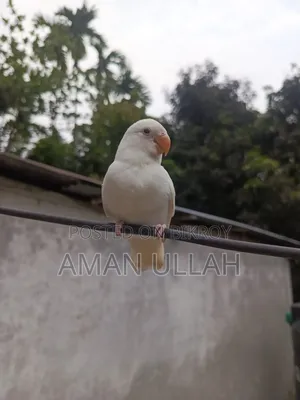 Three Lovebirds of Three Colors (Parents and Baby) Fully Tame