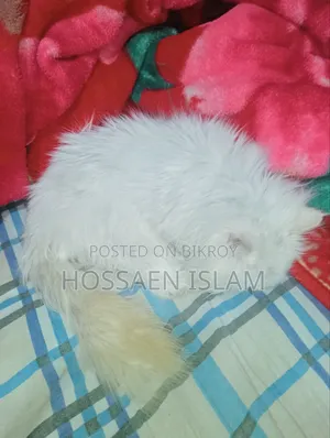 1+ Year Female Purebred Persian
