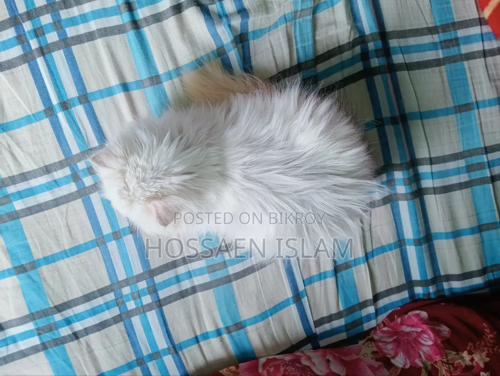 1+ Year Female Purebred Persian