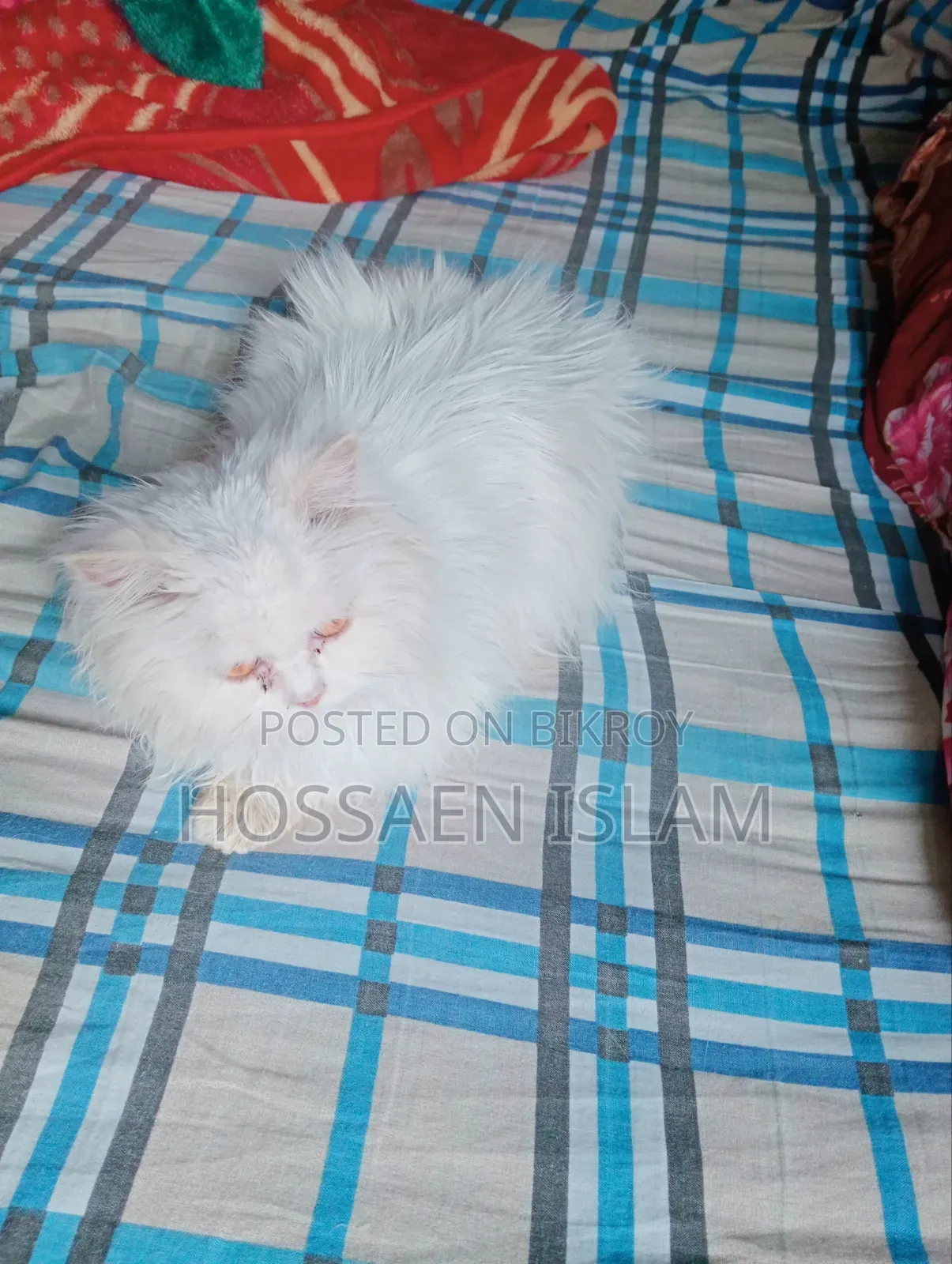 1+ Year Female Purebred Persian