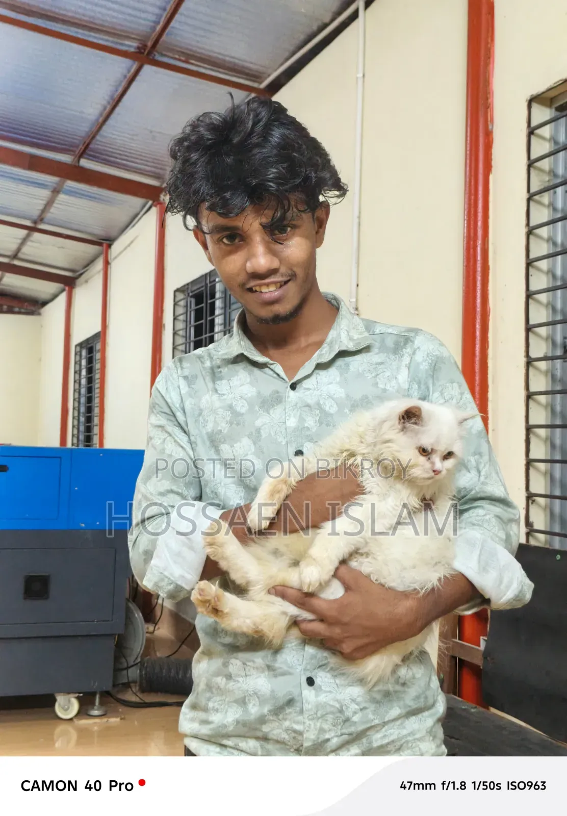 1+ Year Female Purebred Persian