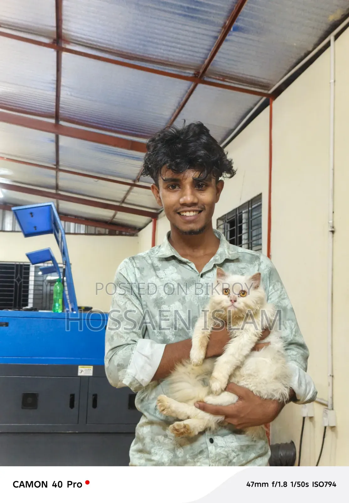 1+ Year Female Purebred Persian