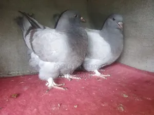Bluebar Mundian pigeon squabs