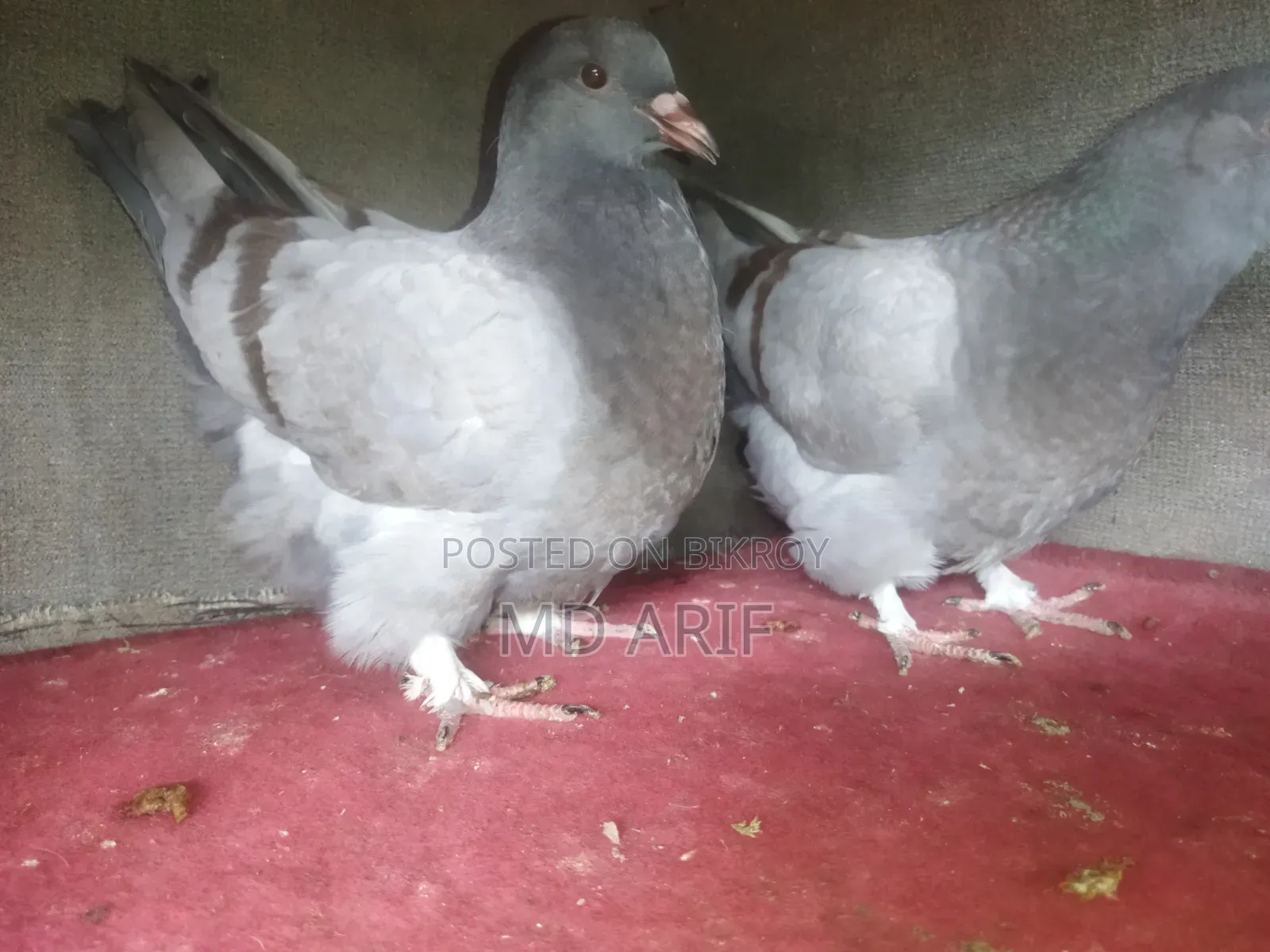 Bluebar Mundian pigeon squabs