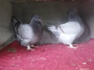 Bluebar Mundian pigeon squabs