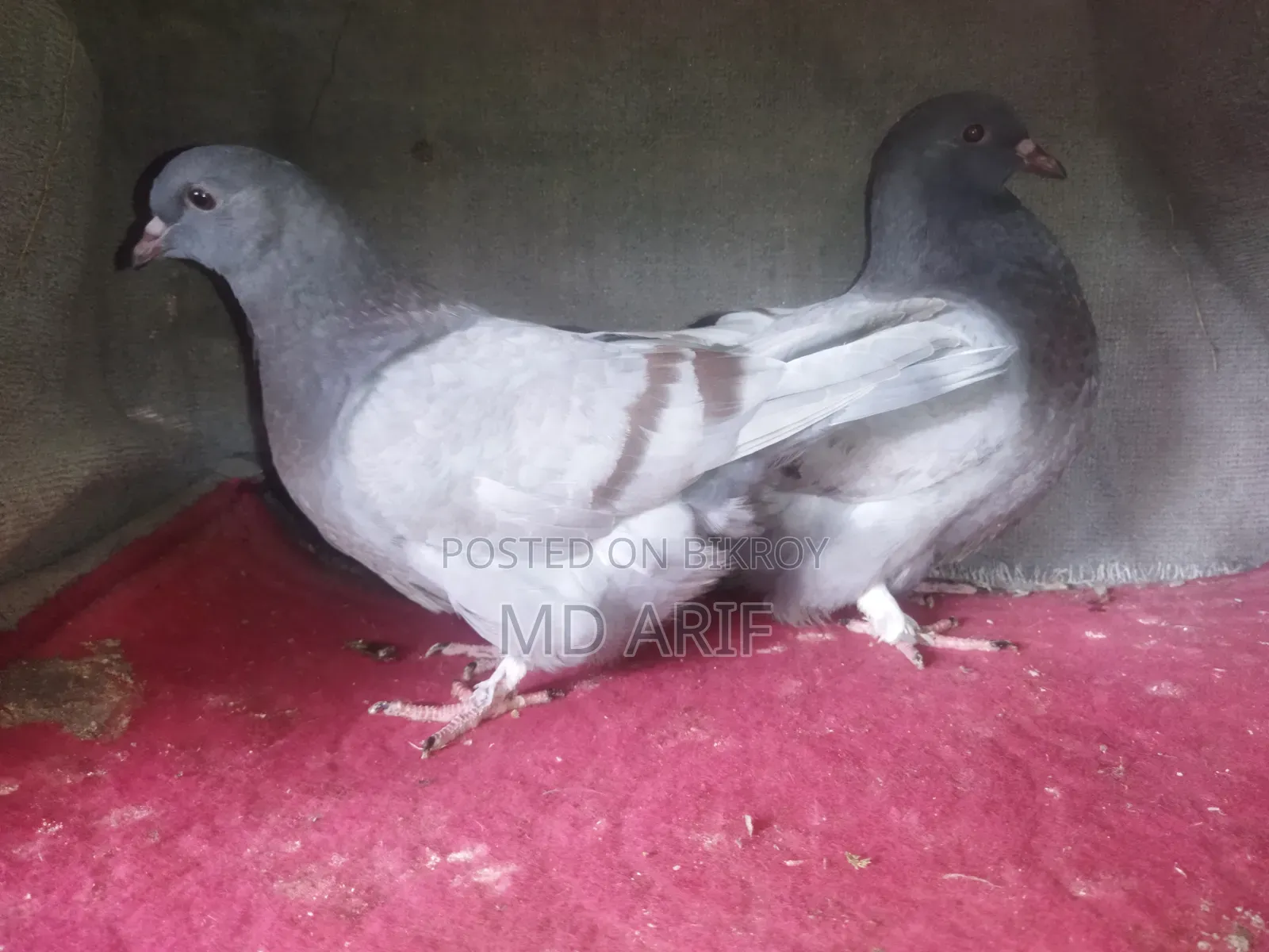 Bluebar Mundian pigeon squabs