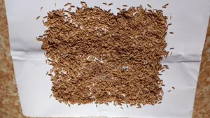 চিকন চালের ধান
