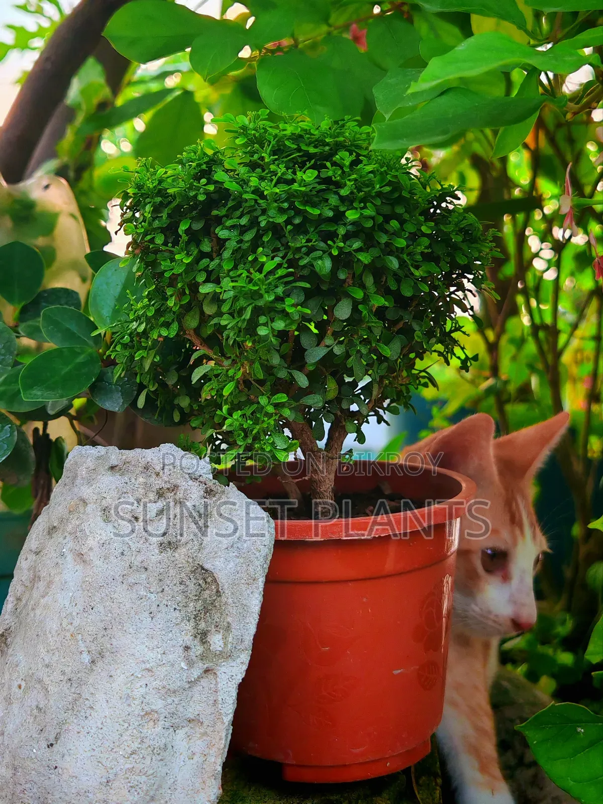 Dwarf Kamini