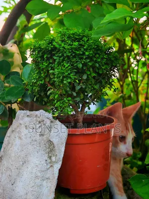 Dwarf Kamini