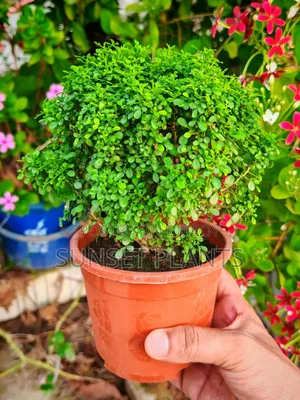 Dwarf Kamini