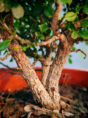 Dwarf Kamini