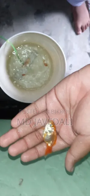 A pair of goldfish for sale at a very low price