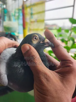কবুতর খাঁচা