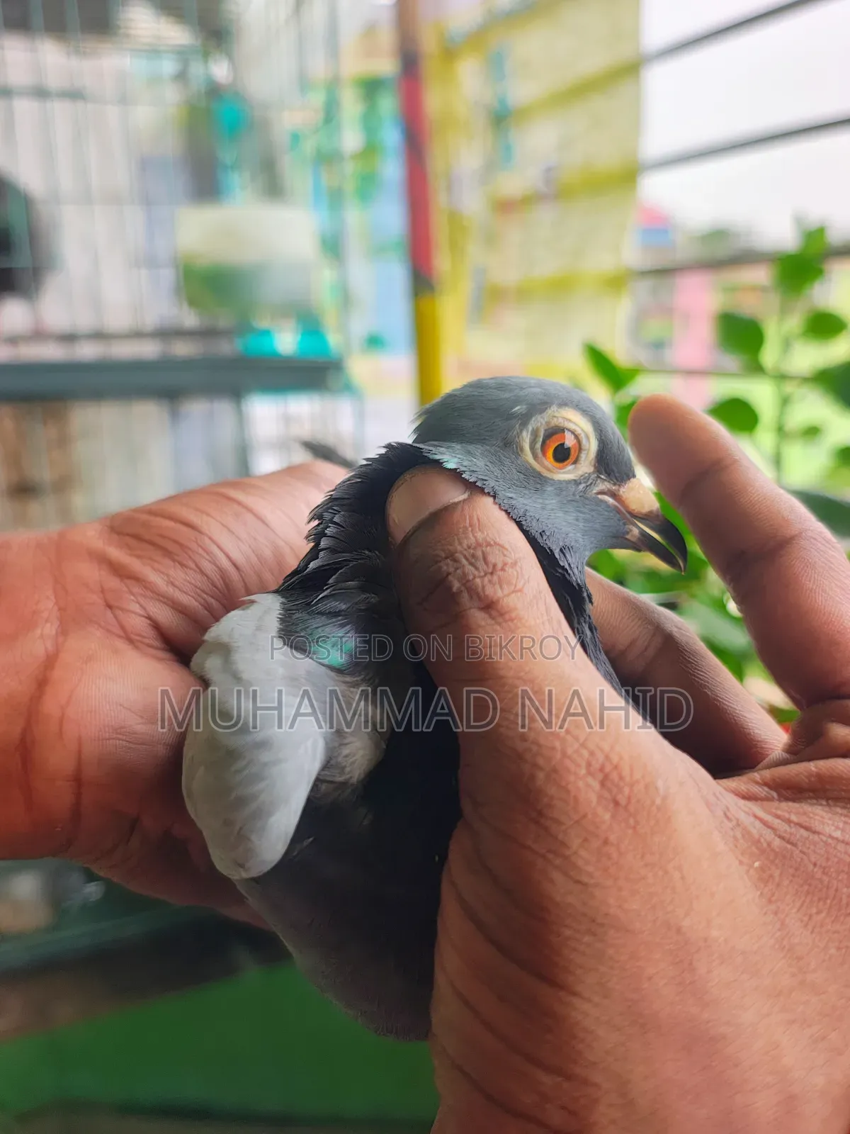 কবুতর খাঁচা
