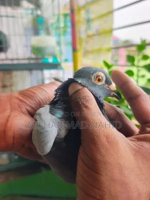 কবুতর খাঁচা
