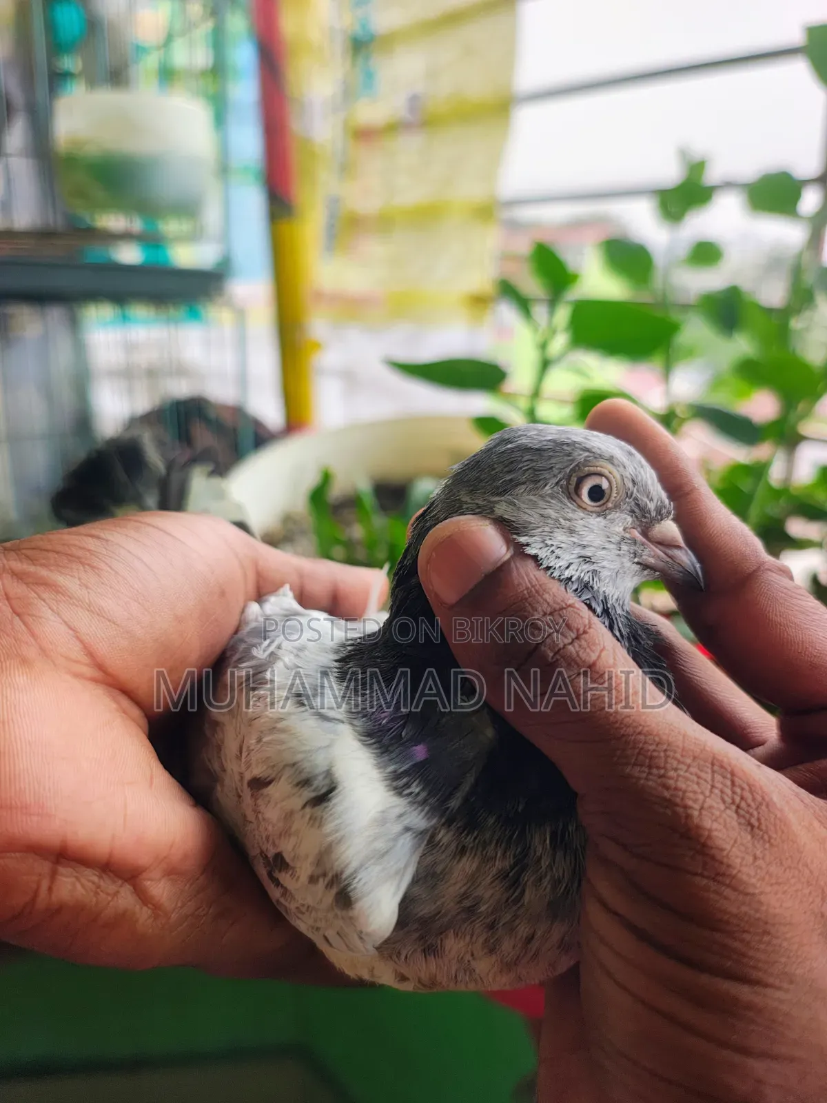 কবুতর খাঁচা