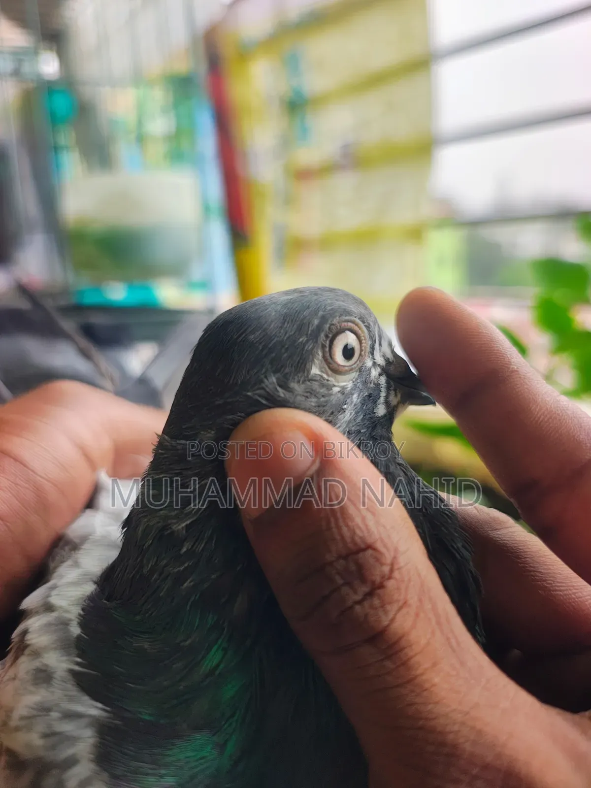 কবুতর খাঁচা
